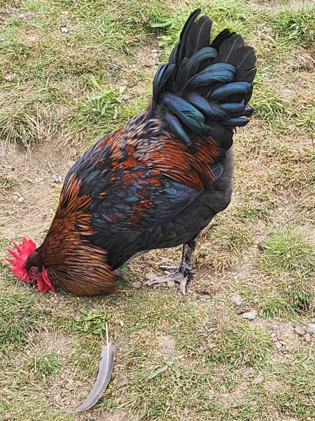 Marans Hahn